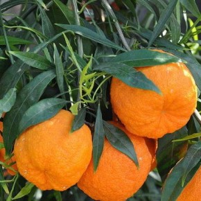 Померанец, горький апельсин