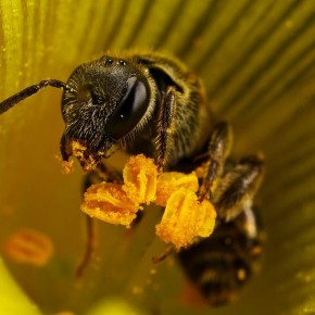 Пчелы, хитин и уникальные рецепты здоровья