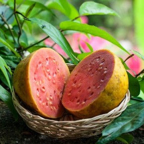 Гуава (guava) – что это за фрукт?