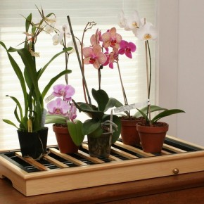 Как правильно ухаживать за требовательной орхидеей?