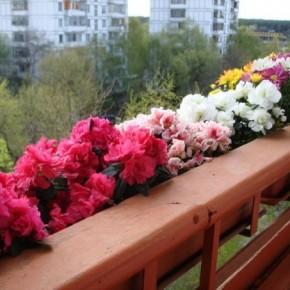 Какие комнатные растения можно держать на балконе зимой?