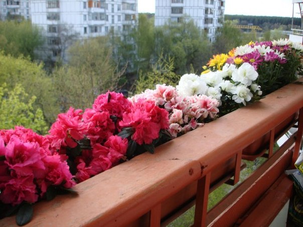 Какие комнатные растения можно держать на балконе зимой? | Maiden.com