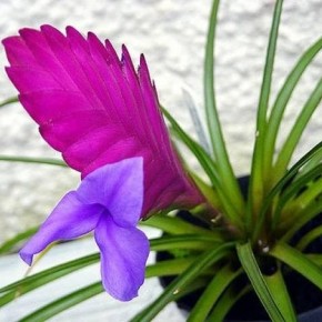 Тилландсия – экзотическое комнатное растение 