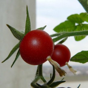 Овощи на балконе: 5 секретов урожая