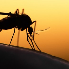 11 средств от комаров: что работает, а что нет?